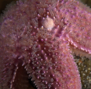 starfish madreporite and papillae (2) by Chris Krambeck 